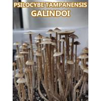 Psilocybe Tampanensis Galindoi