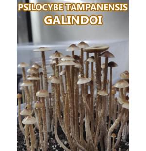 Psilocybe Tampanensis Galindoi