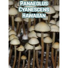 Panaeolus Cyanescens hawaïen