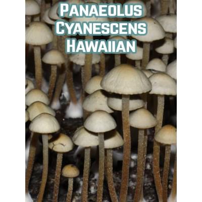 Panaeolus Cyanescens Hawaiian