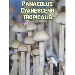 Panaeolus Cyanescens Tropicalis