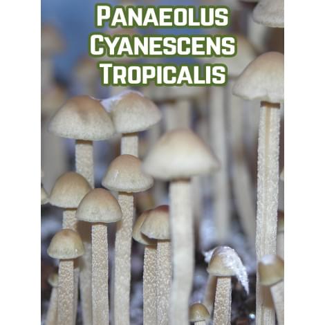 Panaeolus Cyanescens Tropicalis