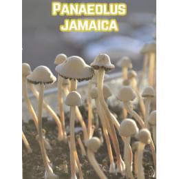 Panaeolus Jamaica