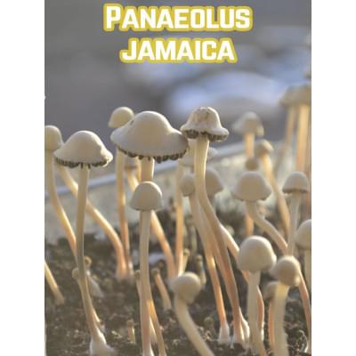 Panaeolus Jamaica