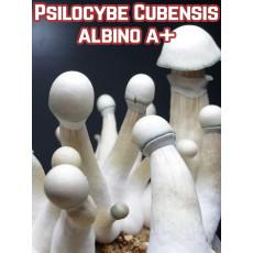 Psilocybe Cubensis Albino A+
