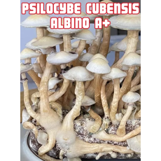 Psilocybe Cubensis Albino A+