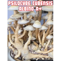 Psilocybe Cubensis Albinos A+