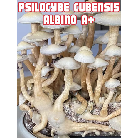 Psilocybe Cubensis Albino A+