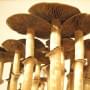 Psilocybe Cubensis B +