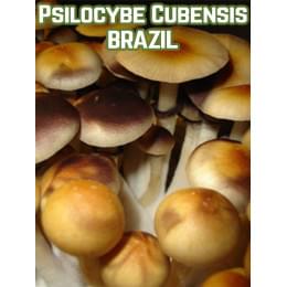 Psilocybe Cubensis Brazil