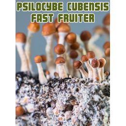 Psilocybe Cubensis - Fast Fruiter