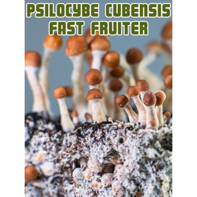 Psilocybe Cubensis - Fast Fruiter