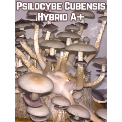 Psilocybe Cubensis Hybrid A+