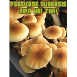 Psilocybe Cubensis Lipa Yai (tailandés)