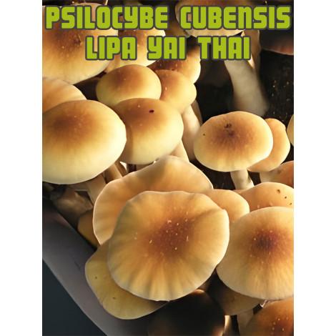 Psilocybe Cubensis Lipa Yai (tailandés)