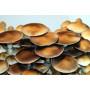 Psilocybe Cubensis Lipa Yai (Thai)