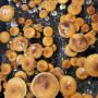 Psilocybe Cubensis Lipa Yai (Thai)