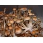 Psilocybe Cubensis Lipa Yai (Thai)