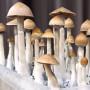 Psilocybe Cubensis Lipa Yai (Thai)