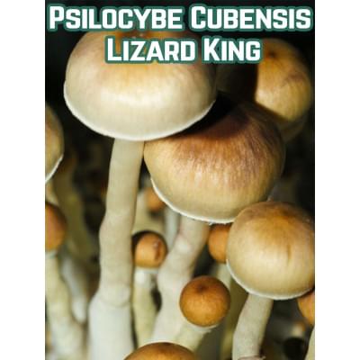 Psilocybe Cubensis Lizard King