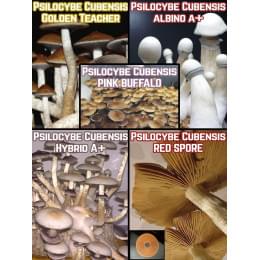 Mix-Pack Magic Mushrooms Psilocybe Cubensis 