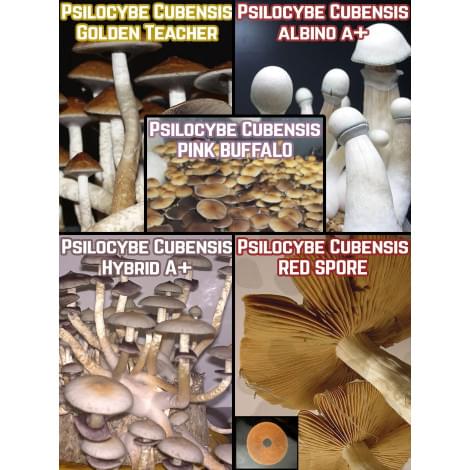 Mix-Pack Magic Mushrooms Psilocybe Cubensis 