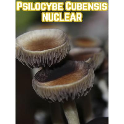 Psilocybe Cubensis Nuclear