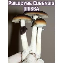 Psilocybe Cubensis Orissa