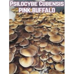 Psilocybe Сubensis Pink Buffalo