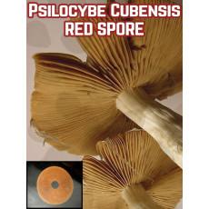 Spore rouge de Psilocybe Cubensis