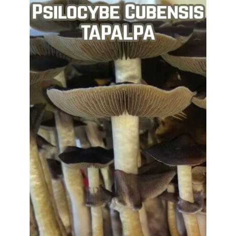 Psilocybe Cubensis Tapalpa