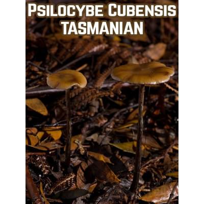 Psilocybe Cubensis Tasmanian