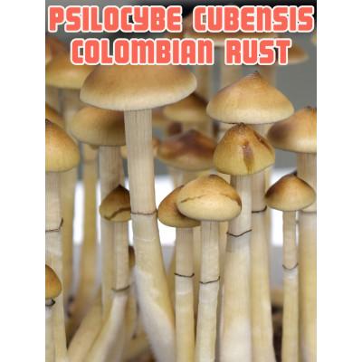 Psilocybe Cubensis Colombian Rust
