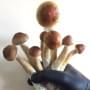 Psilocybe Сubensis Pink Buffalo