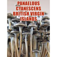 Panaeolus (Copelandia) Cyanescens British Virgin Islands (BVI)