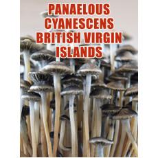 Panaeolus (Copelandia) Cyanescens British Virgin Islands (BVI)
