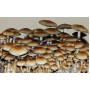 Psilocybe Cubensis Colombian Rust