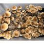 Psilocybe Cubensis Colombian Rust