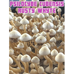 Psilocybe Cubensis Rusty Whyte