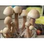 Psilocybe Cubensis Albino A+ 3