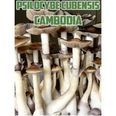Psilocybe Cubensis Cambodian