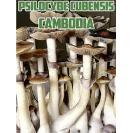 Psilocybe Cubensis Cambodian
