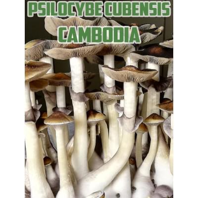 Psilocybe Cubensis kambodschanisch