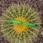 Vaporisateur Snoop Dogg Bush G Slim (pour herbes sèches)