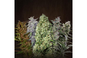 Top 3 Reasons to Choose Autoflower