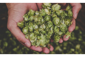 CBD from hops? What is it and can it ever compete with cannabis?