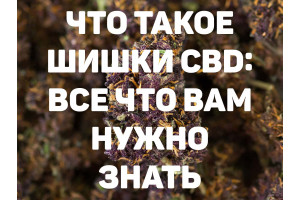 Что такое шишки CBD: все, что вам нужно знать