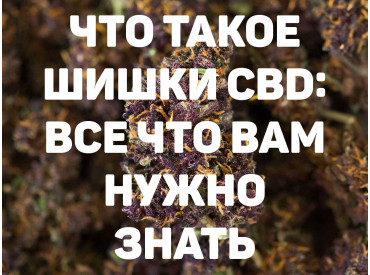 Что такое шишки CBD: все, что вам нужно знать
