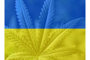 Start of legalization of medical marijuana in Ukraine