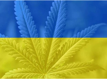 Rozpoczęcie legalizacji medycznej marihuany na Ukrainie